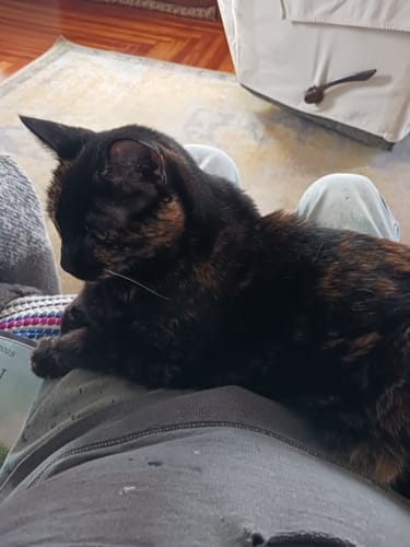 Customer photo review of 2x Blisso Advanced Cat Probiotic | Cat Probiotic for Diarrhea & Kidney Support