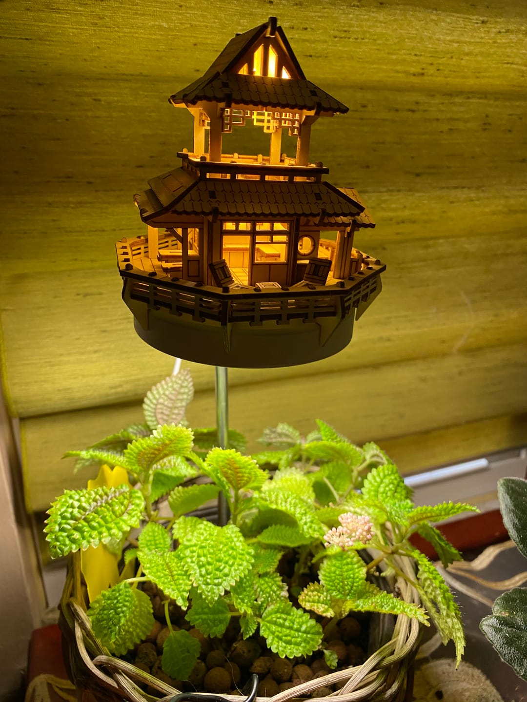 Customer photo review of Sunrise Terrace + Grow Light