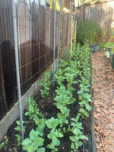 Customer photo review of Fava Bean