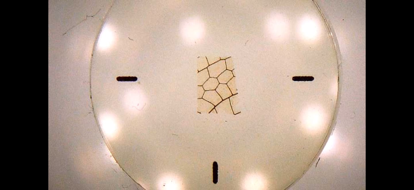 Customer photo review of Darwin M2 – Professional-Grade Digital Microscope with 1600X Zoom