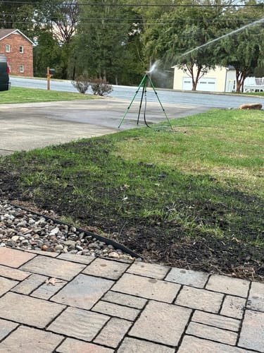 Customer photo review of GCI Turf Type Tall fescue Grass Seed