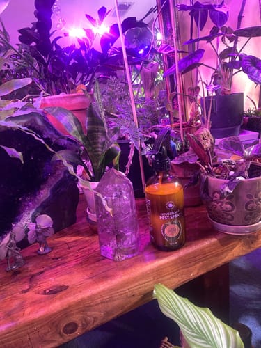 Customer photo review of Houseplant Pest Spray