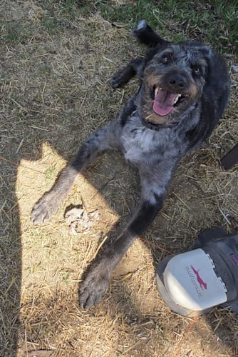 A verified buyer's dog with SwiftPaws