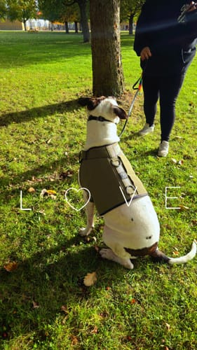 Customer photo review of Weight & Fitness Premium Harness | Health Enhancement - x5 Pockets - Khaki