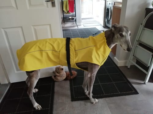 Customer photo review of Vimy & DryDogs Lightweight Waterproof Raincoat with Harness Hole Zip