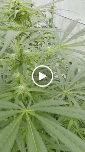 Customer video review of Cookies Gelato 040 Cannabissamen, Feminisierte Automatic Indica Samen für den Eigenanbau - Cali Genetic