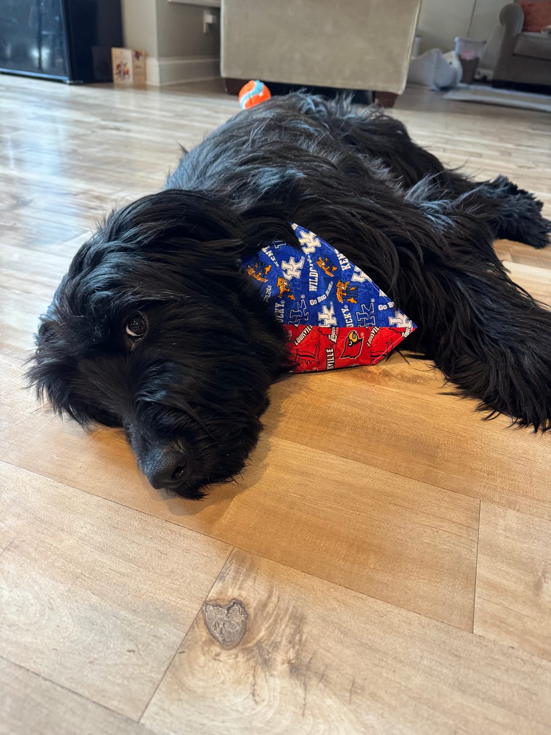 Customer photo review of Custom Reversible Snap-On Dog Bandana