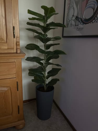 Customer photo review of Ficus Kunstplant 100cm