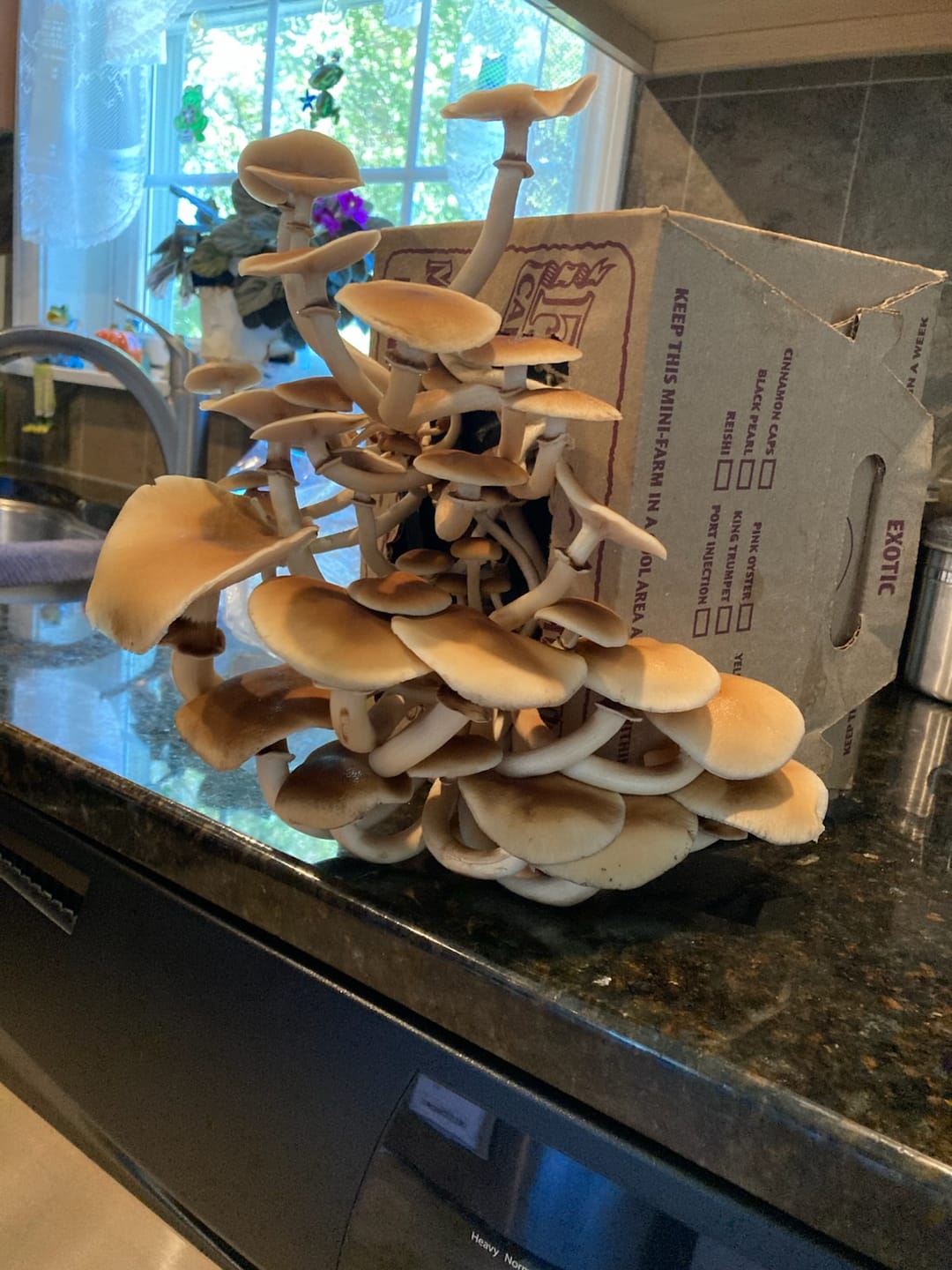 Customer photo review of Pioppini Mushroom Mini-Farm Grow Kit
