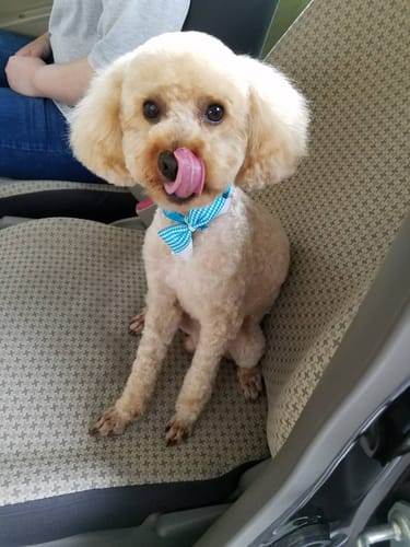 Customer photo review of FunFunPet 高機能ハーネス（お名前タグ作成サービス付き）