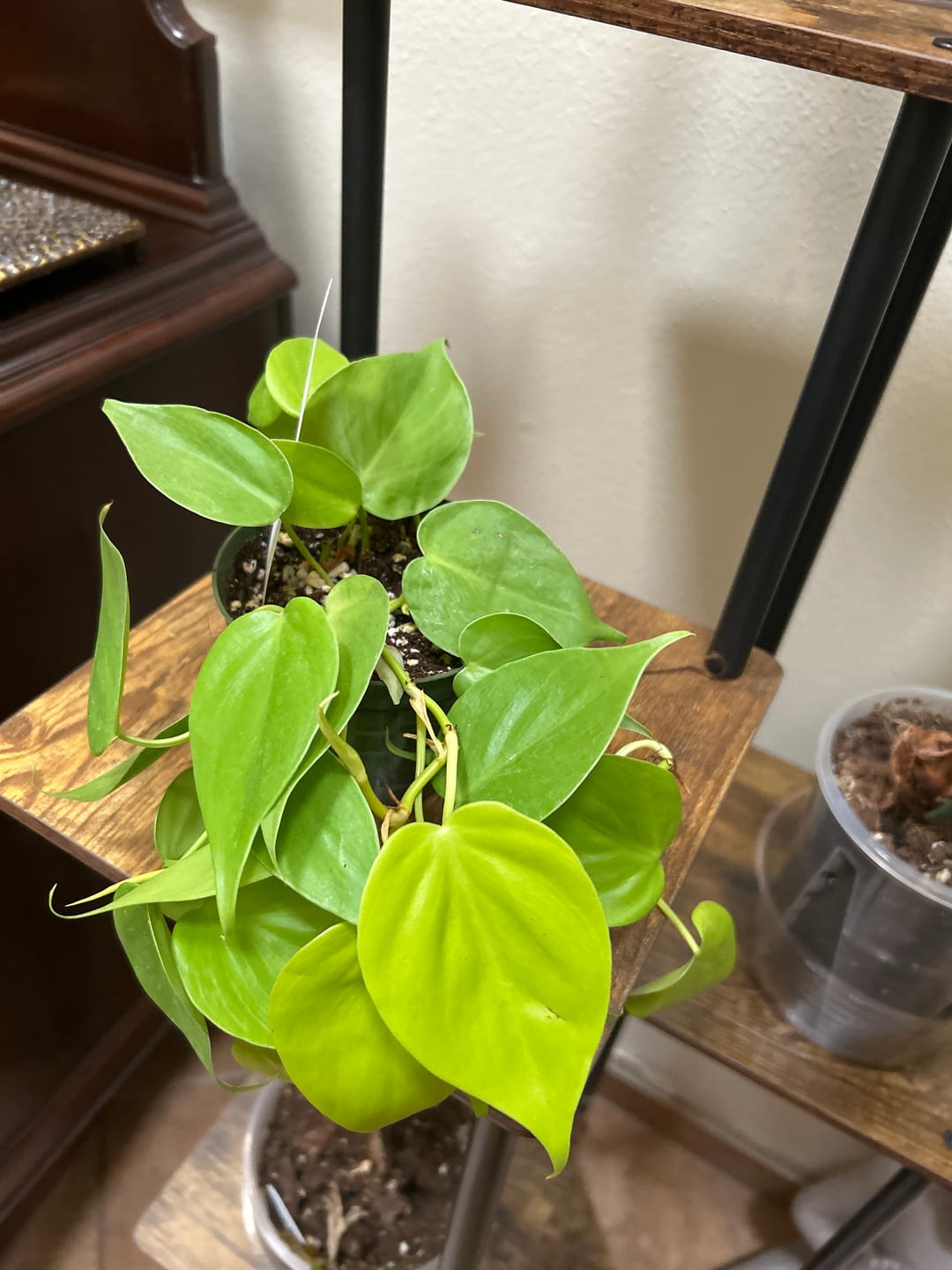 Customer photo review of Philodendron hederaceum 'Lemon Lime'