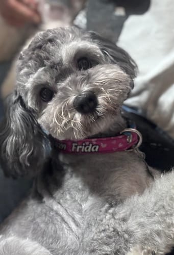 Customer photo review of Collar personalizado para Mascota: Corazones