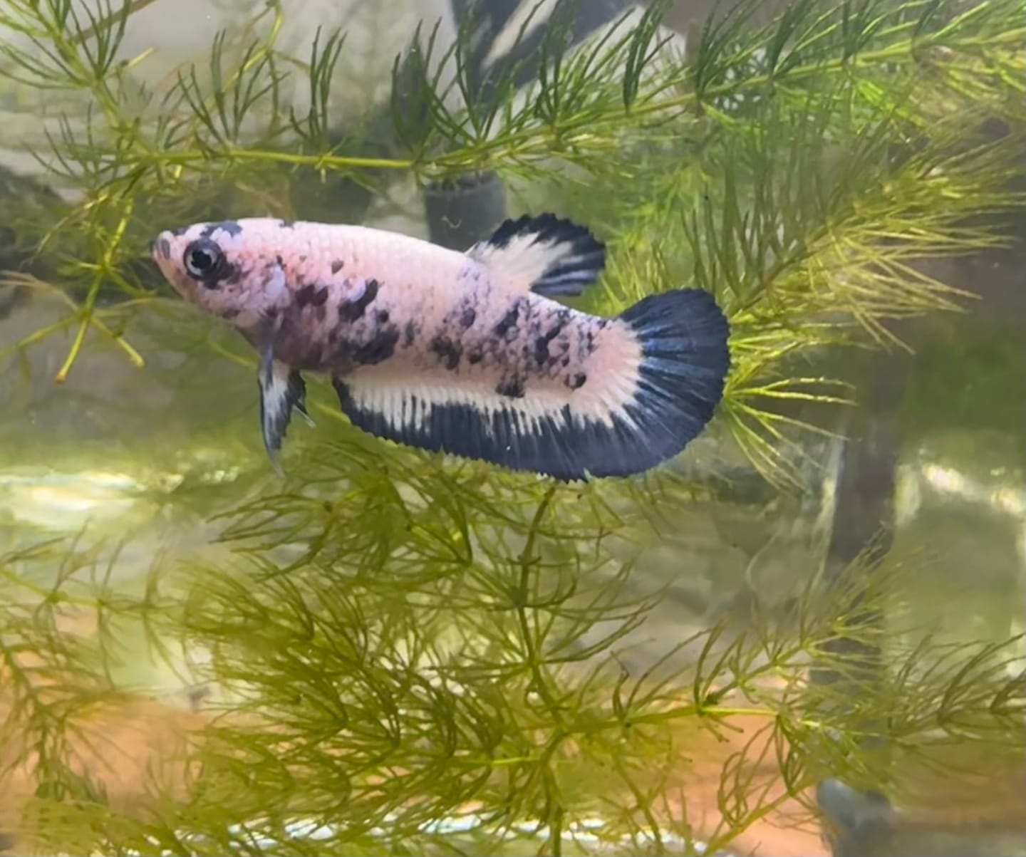 Customer photo review of Female Betta Fish Marble Dot Moo Cow Plakat