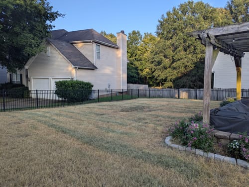 Customer photo review of GCI Turf Type Tall fescue Grass Seed