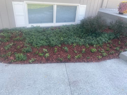 Customer photo review of Pachysandra 50 Count Flat