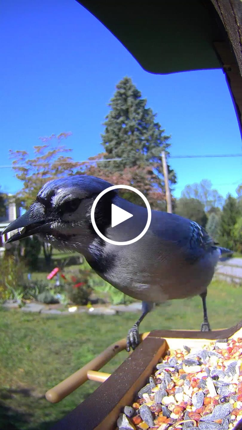 Customer video review of Birdfy Feeder Wood - Wooden Smart Bird Feeder with Camera