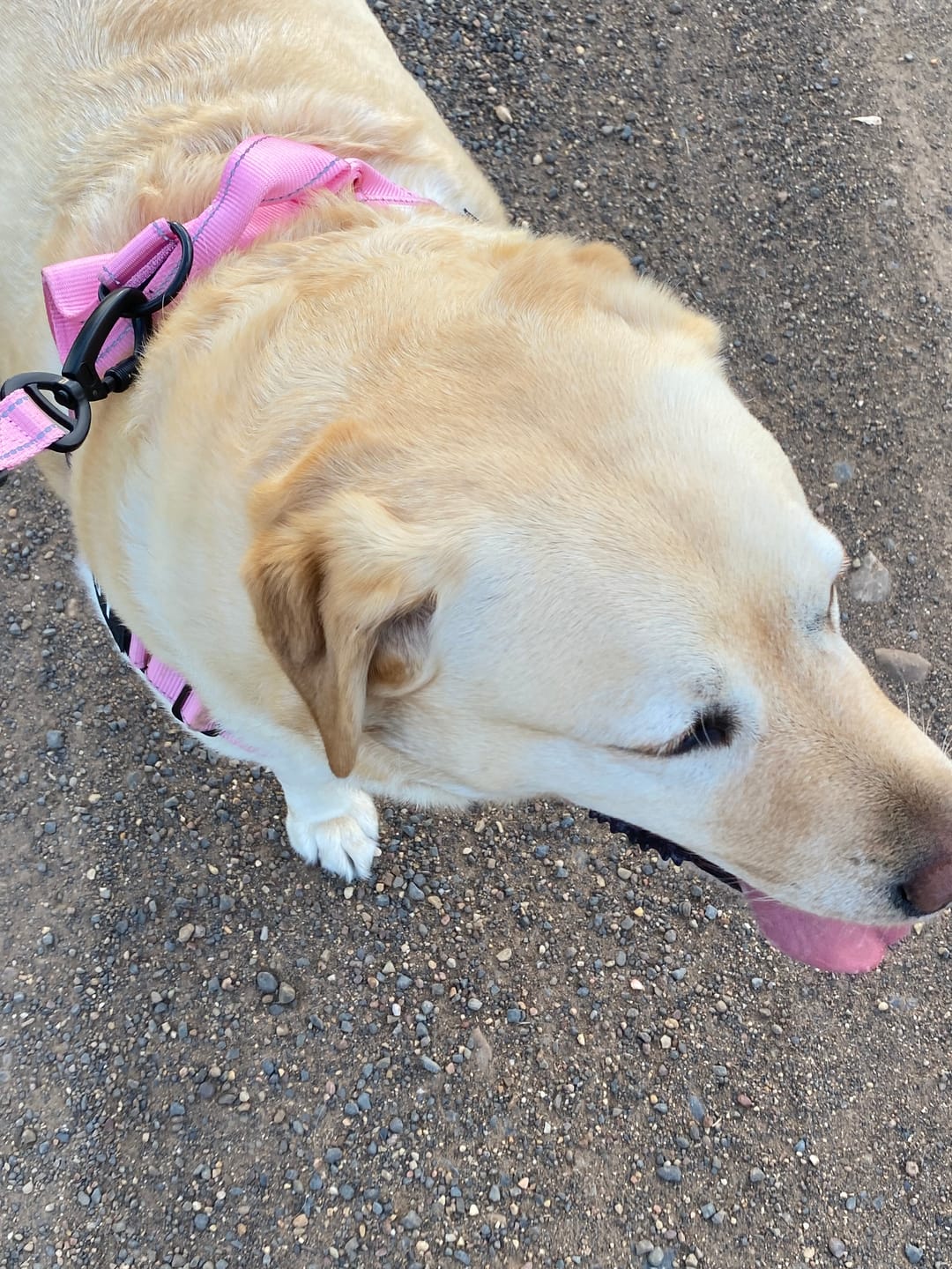 Customer photo review of Collar & Leash Set