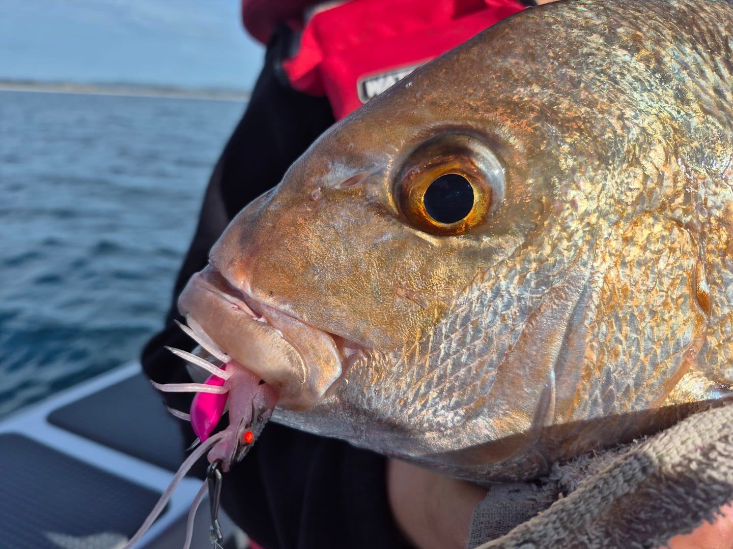 Customer photo review of Chasebaits - Flick Prawn