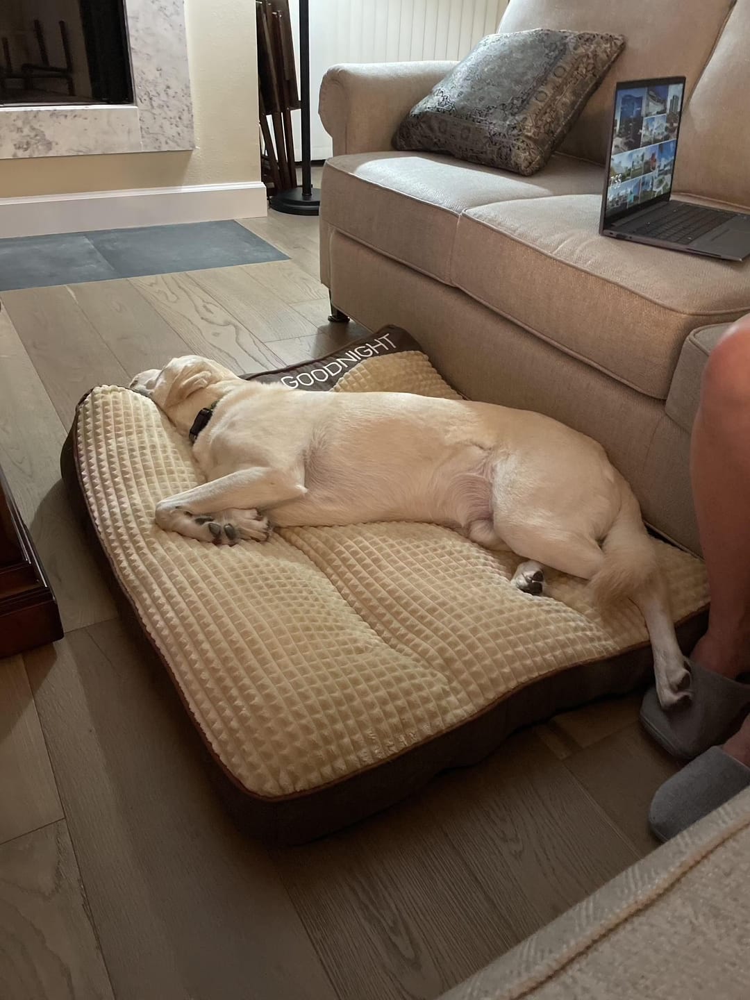 Customer photo review of Brown Scratch-resistant Spine Protection Large Washable Pet Cushion Bed