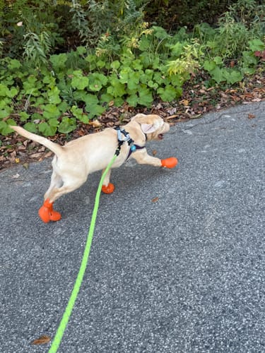 Customer photo review of WagWellies® by wagwear