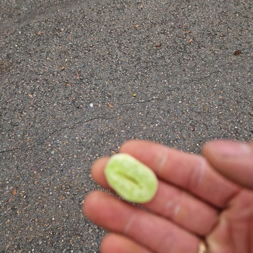 Customer photo review of Kratom Gummibärchen | 500mg Mitragynin | 10 Stk