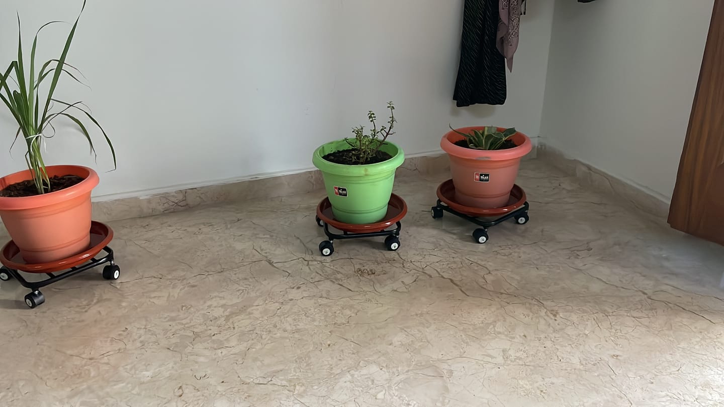 Customer photo review of TryGreen Daze Wheel Rolling Plant Stand for Planters