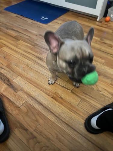 Customer photo review of WUNDERBALL - Best Fetch Toy