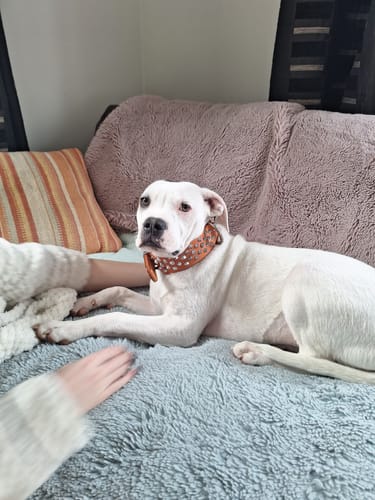 Customer photo review of Hand Made Leather Dog Collar - Imperial Orange & Chrome (Wide Fit)