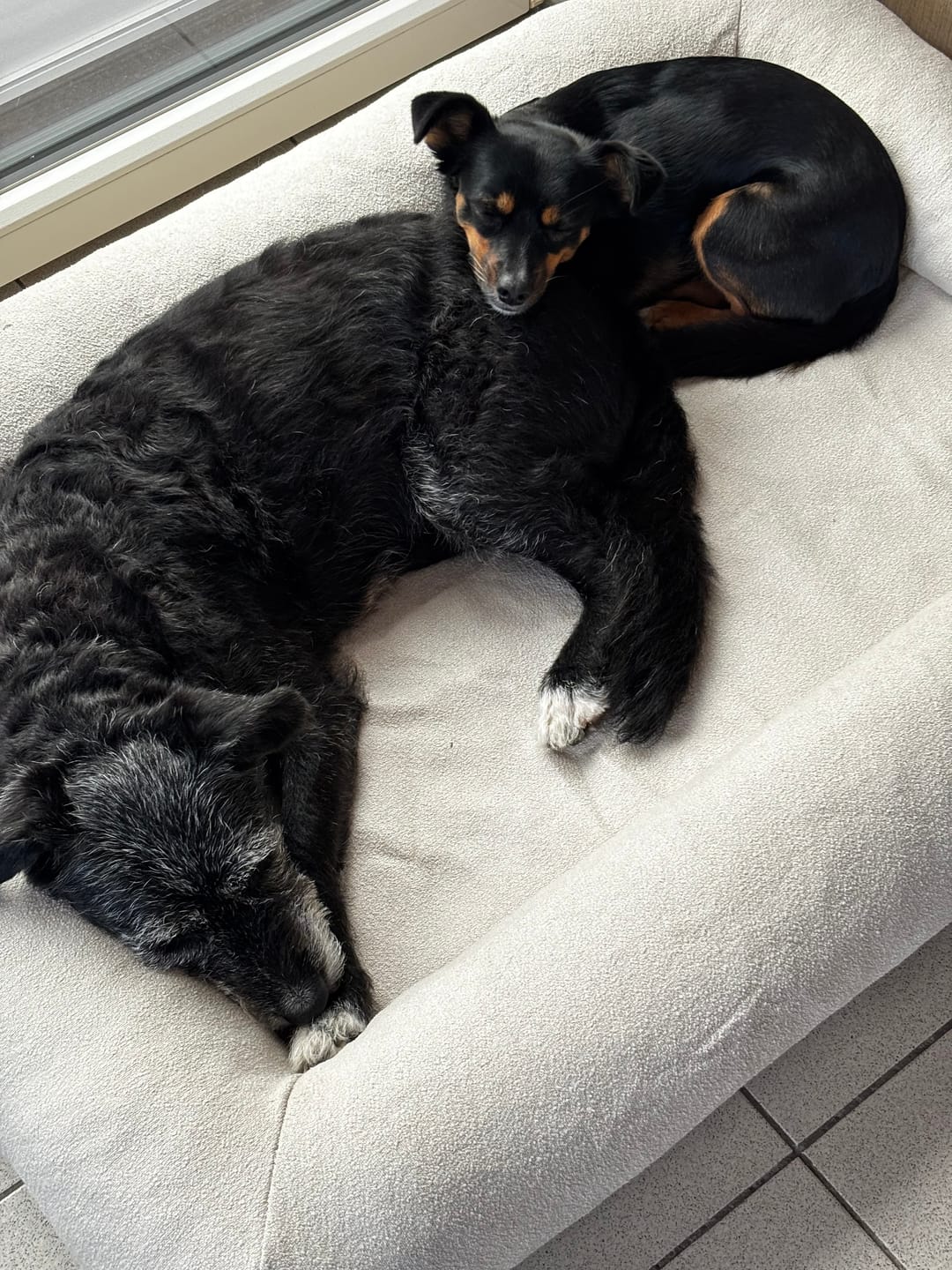 Customer photo review of Pet Perfect Hondenmand - Orthopedisch - Afritsbaar - Beige
