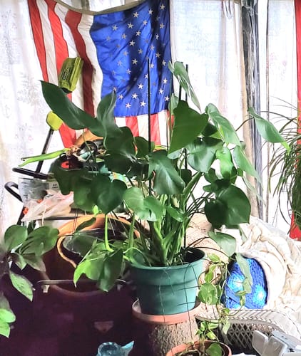 Tami S. review of Plant Food image 1 out of 3