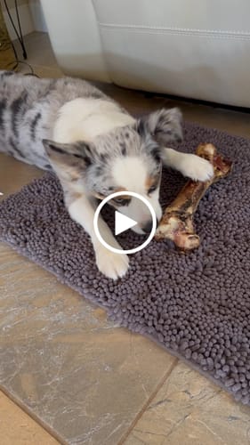 Customer video review of Ostrich Hip Bone (12" x 5"x 3”): The Durable, Flavor-Packed Chew for Medium & Large Dogs