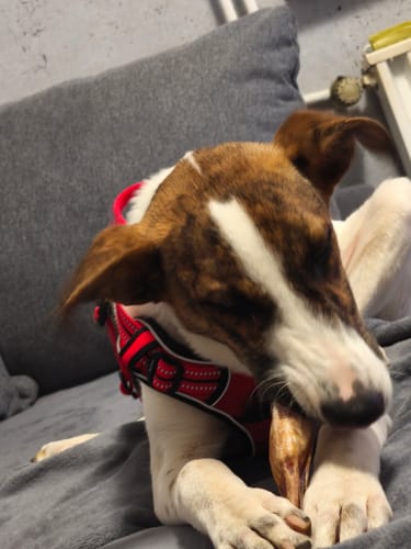 Customer photo review of Liebe Hundemama (oder Hundepapa) - Fototasse mit deinem lieben Haustier