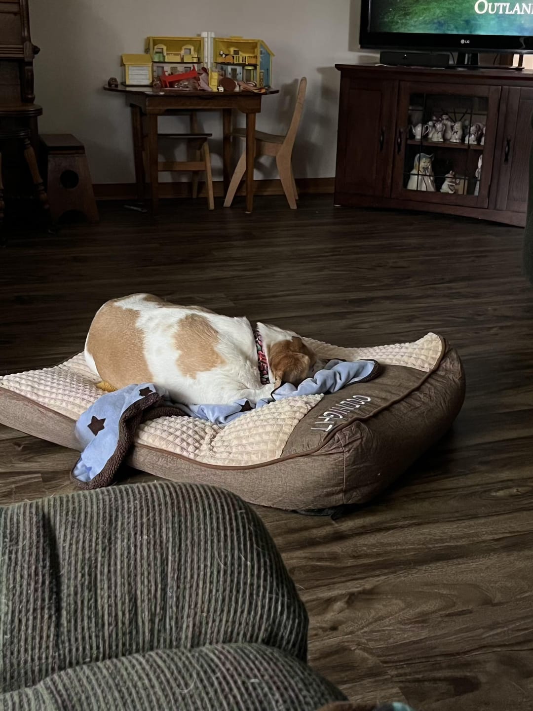 Customer photo review of Brown Scratch-resistant Spine Protection Large Washable Pet Cushion Bed