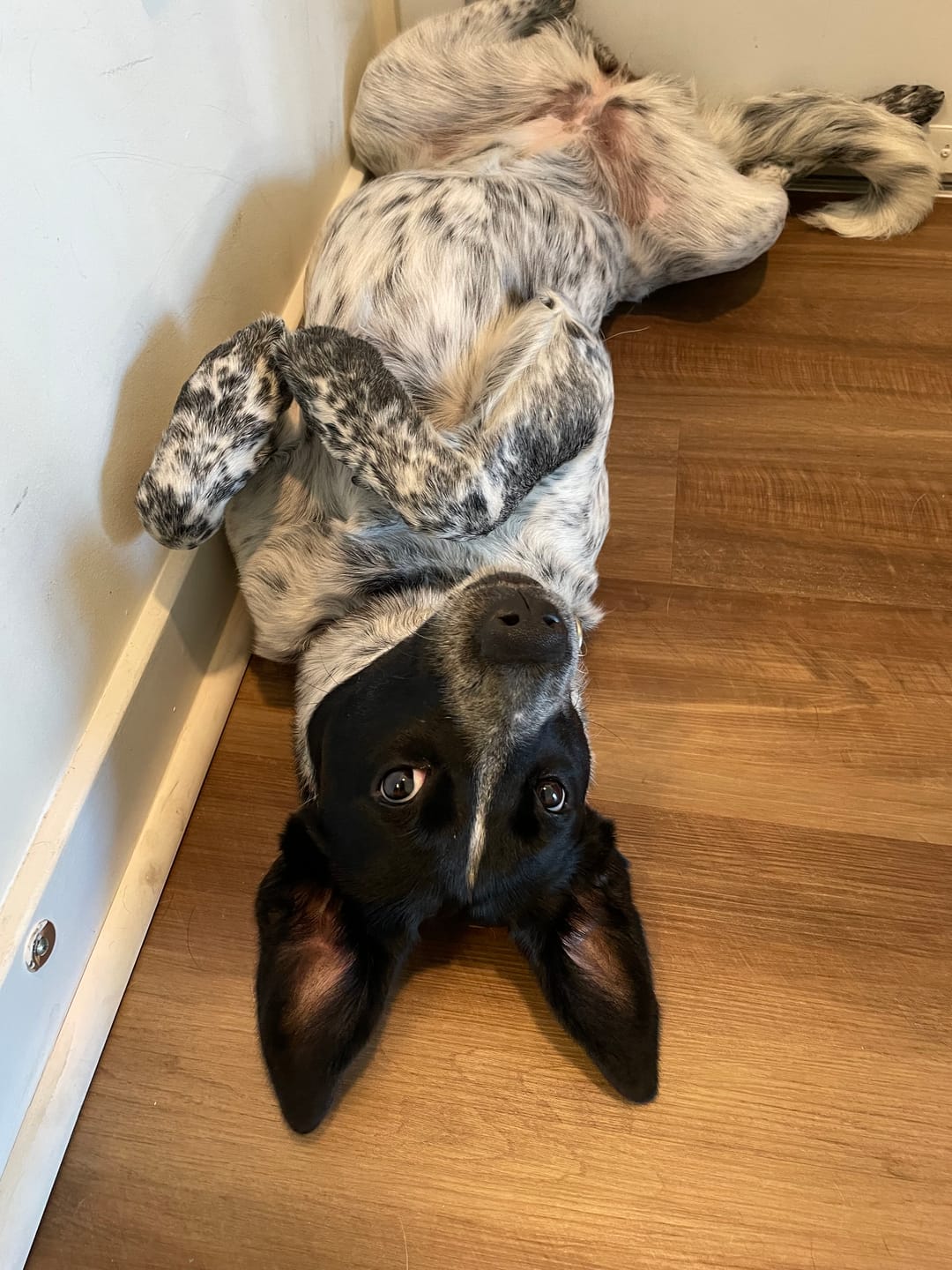 Customer photo review of Quick-Control Dog Leash
