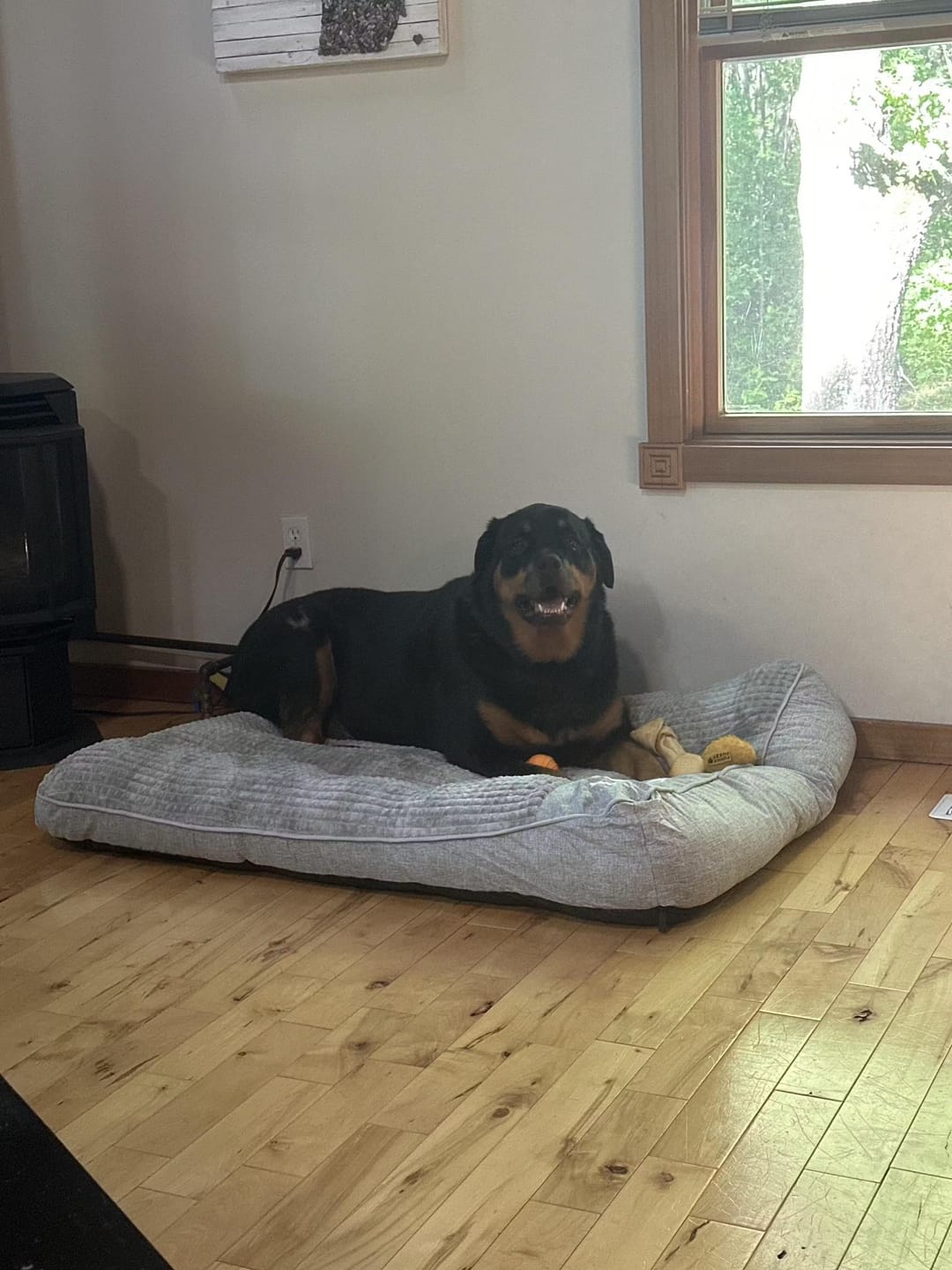 Customer photo review of Grey Scratch-resistant Spine Protection Large Washable Pet Cushion Bed
