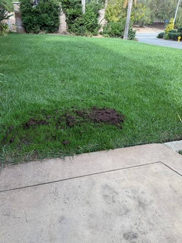 Customer photo review of GCI Turf Spreader Elite Grass Seed