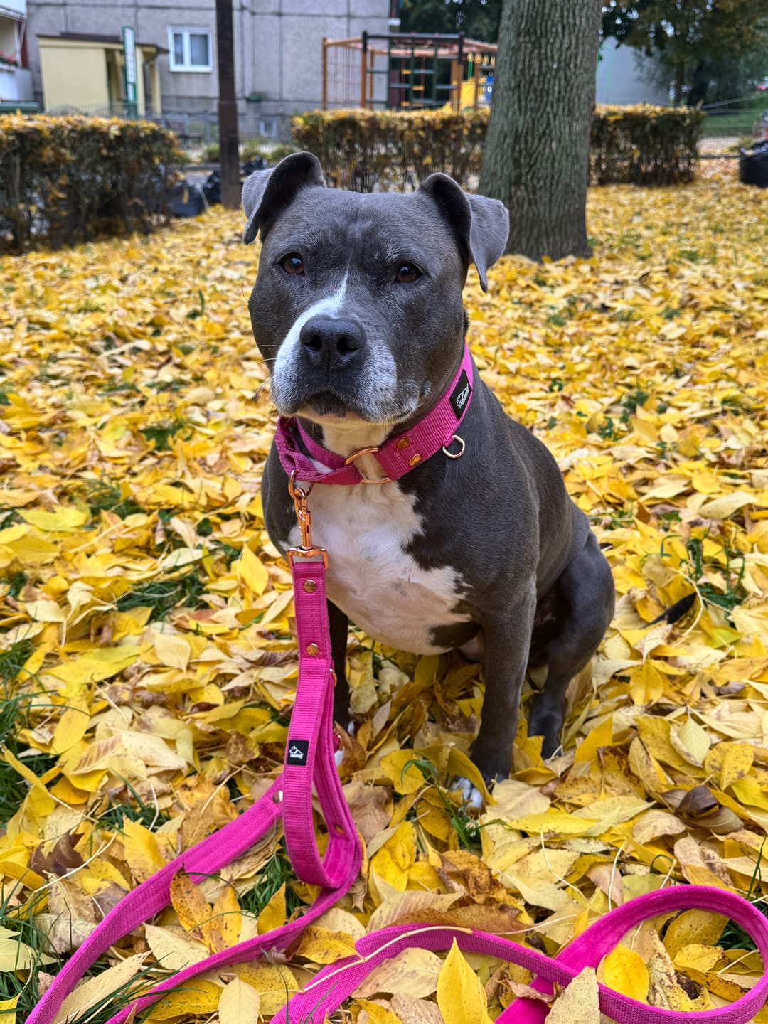 Customer photo review of Smycz przepinana z dodatkową raczką - Multi Guard Leash Rose Edition Rózowa