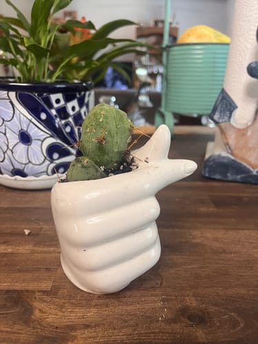 Customer photo review of Trichocereus Bridgesii Monstrose | Short Form | Type B | Penis Cactus