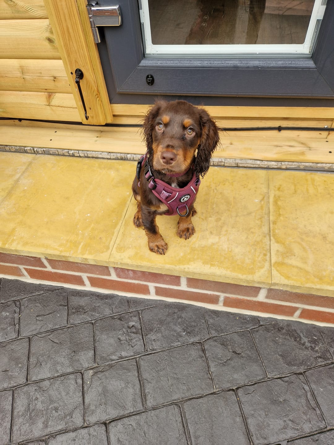 Customer photo review of Trail & Glow® Dog Harness - Mulberry Tweed