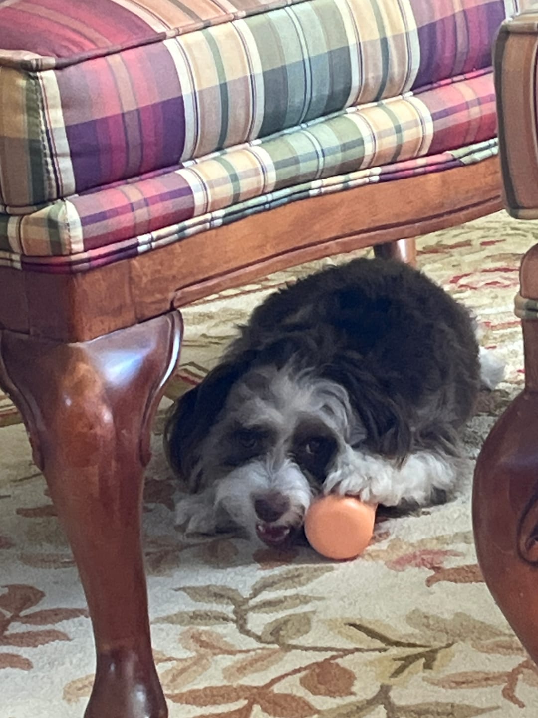 Customer photo review of Safe Dog Chew Holder