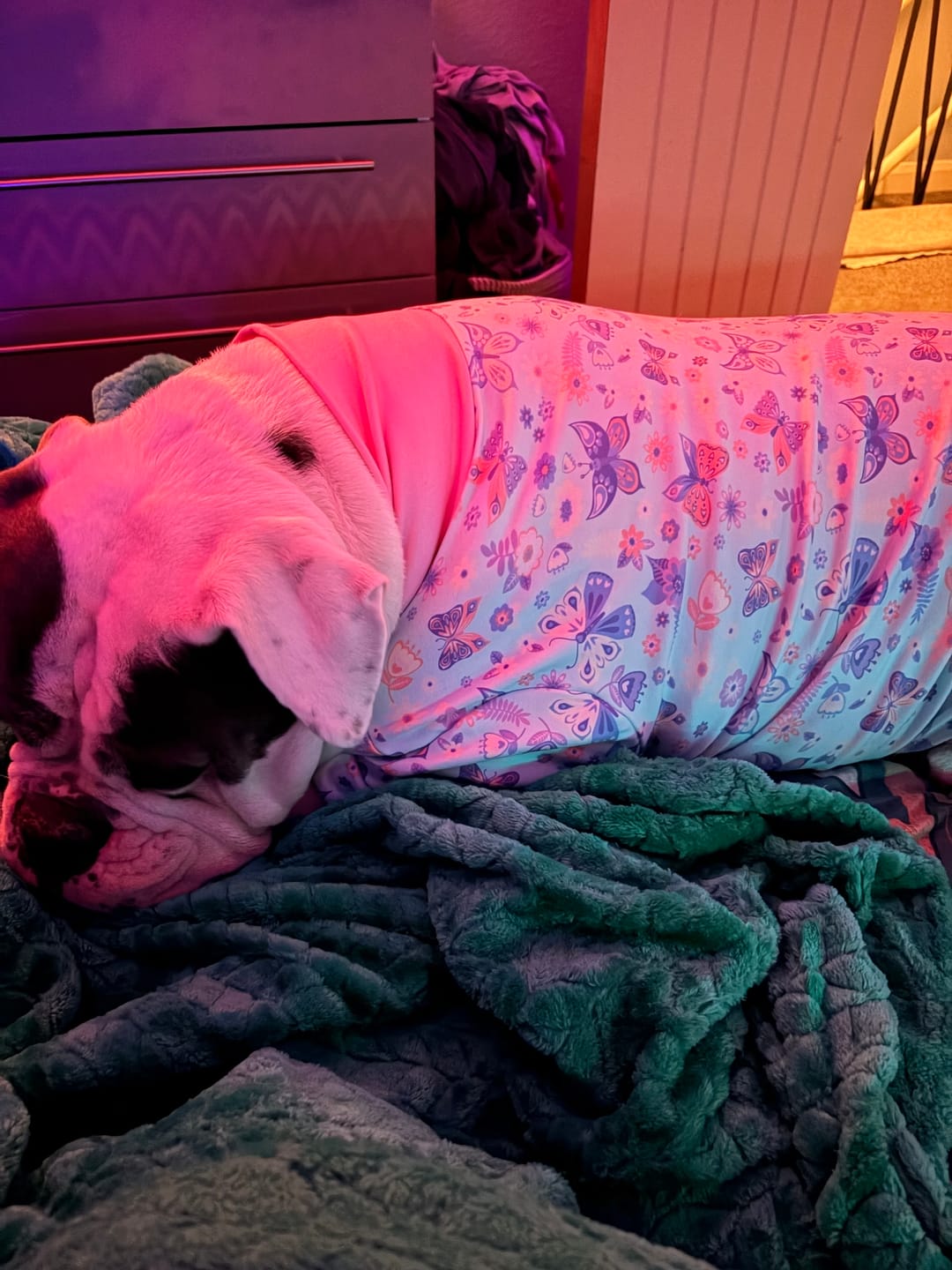 Customer photo review of Dog Pajama - Butterfly