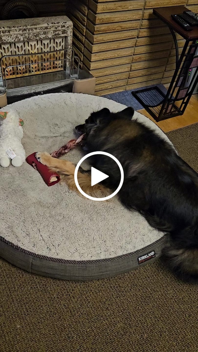 Customer video review of 12 Inch Thick Braided Bully Stick