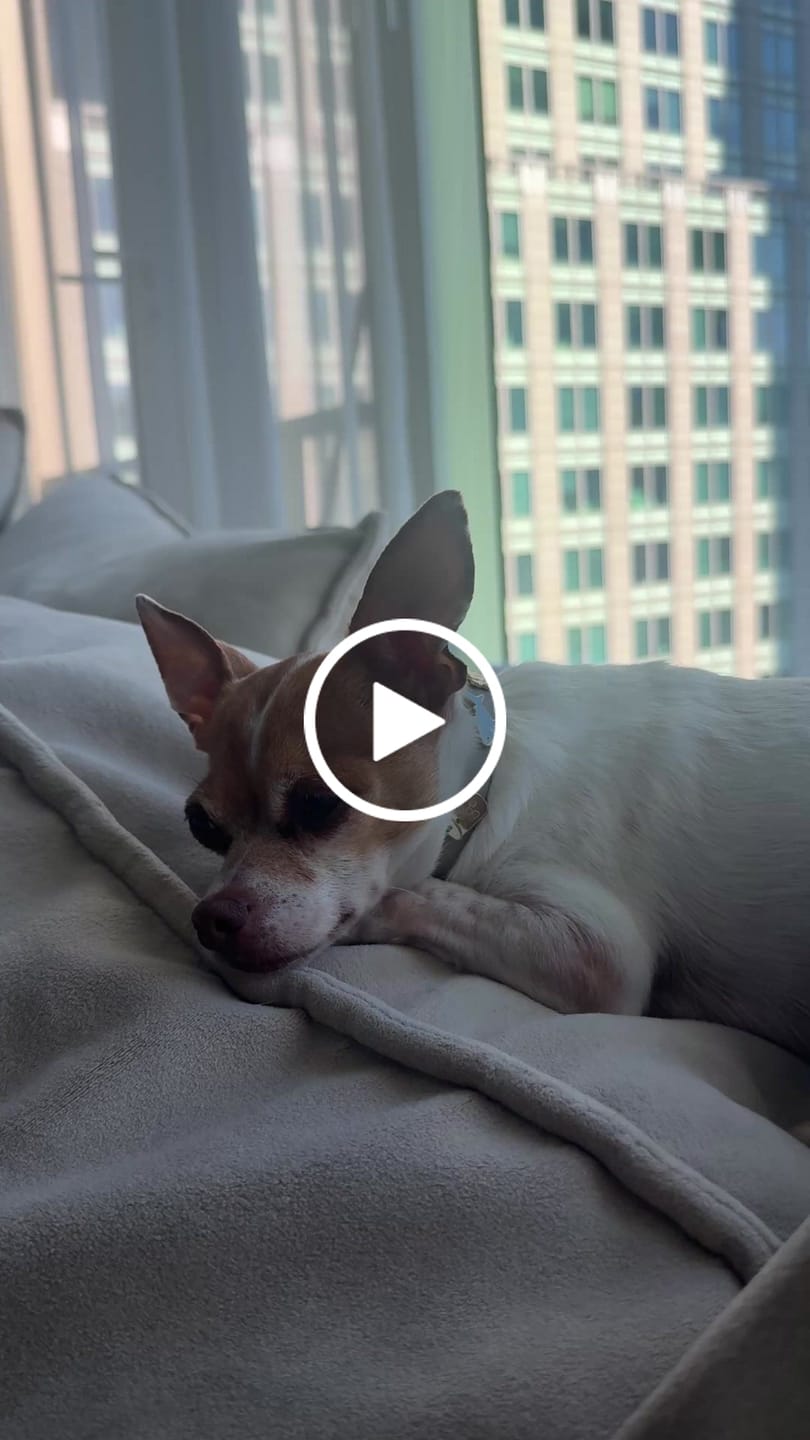 Customer video review of Moodies Harness