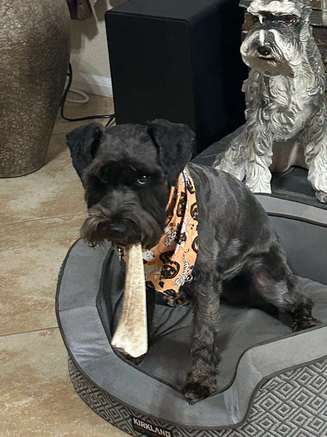 Customer photo review of Medium Elk Chew