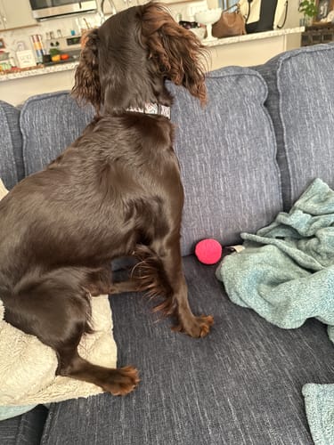 Customer photo review of WUNDERBALL - Best Fetch Toy