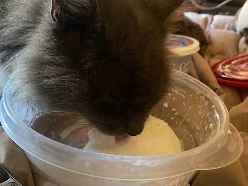 Customer photo review of 6x Blisso Advanced Cat Probiotic