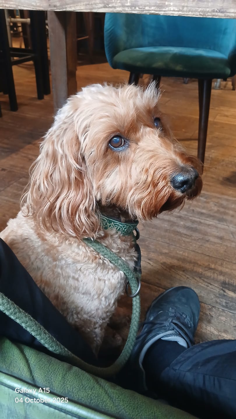 Customer photo review of Green Lipped Mussel Powder For Dogs