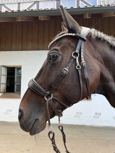 Customer photo review of CR Harmonybridle - gebisslose 3 in 1 Trense