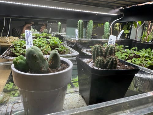 Customer photo review of Trichocereus Hybrid Variety Packs | Cactus Collector Variety Packs