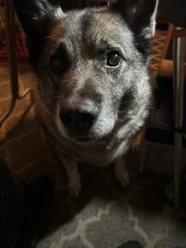 Customer photo review of DE-01 Dental Dogbiotic